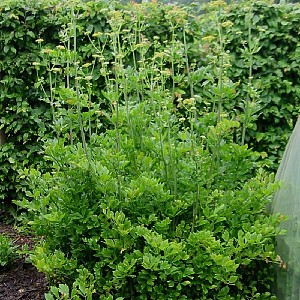 Foto van de desbetreffende plant